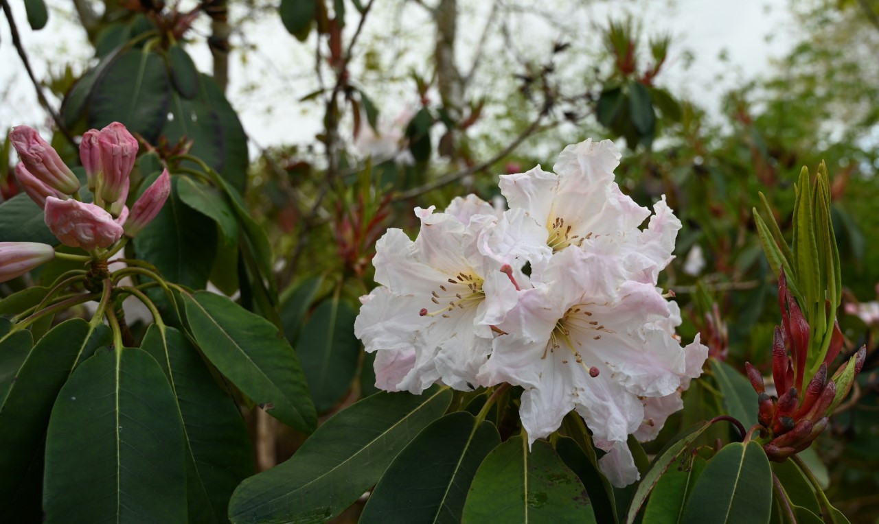 Unknown (possibly R. fortunei)